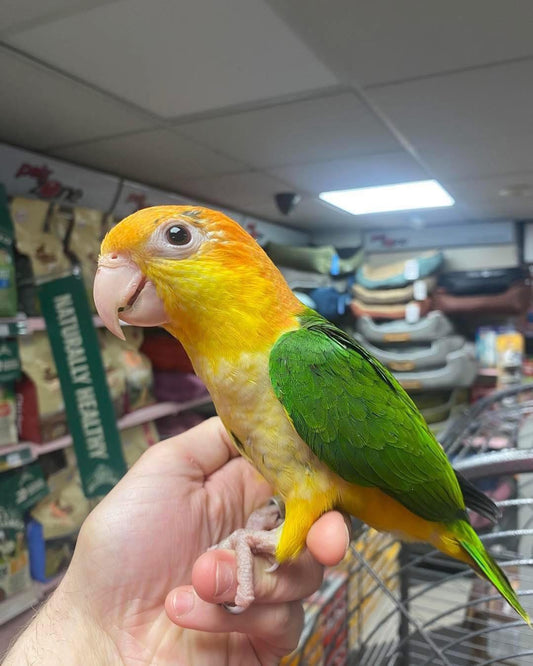 Hand-Reared Caique Parrot Take Me Home Essentials bundle