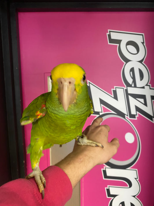 Double yellow head Amazon