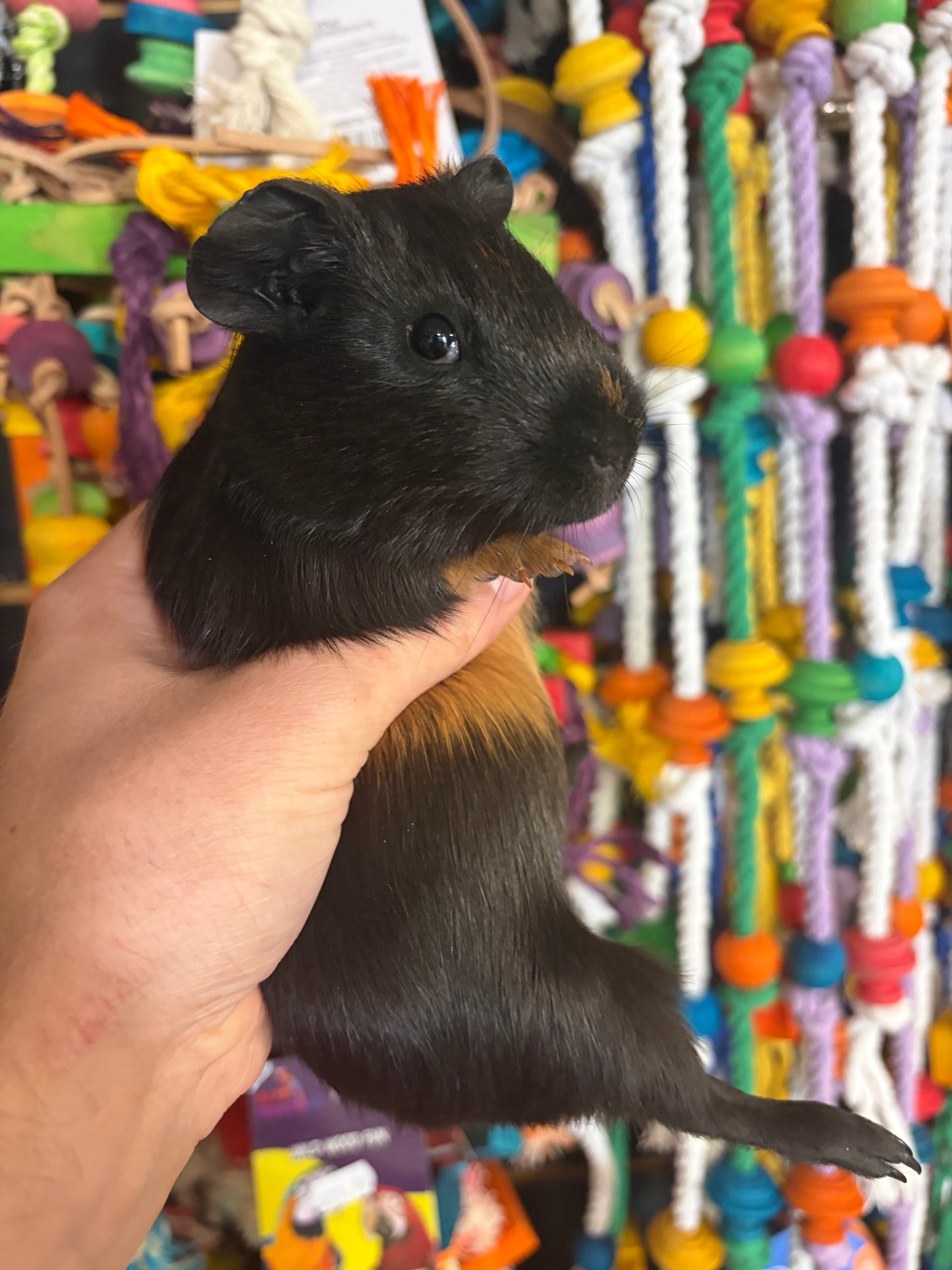 Guinea Pigs