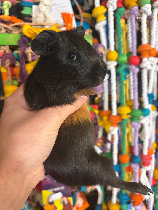 Guinea Pigs