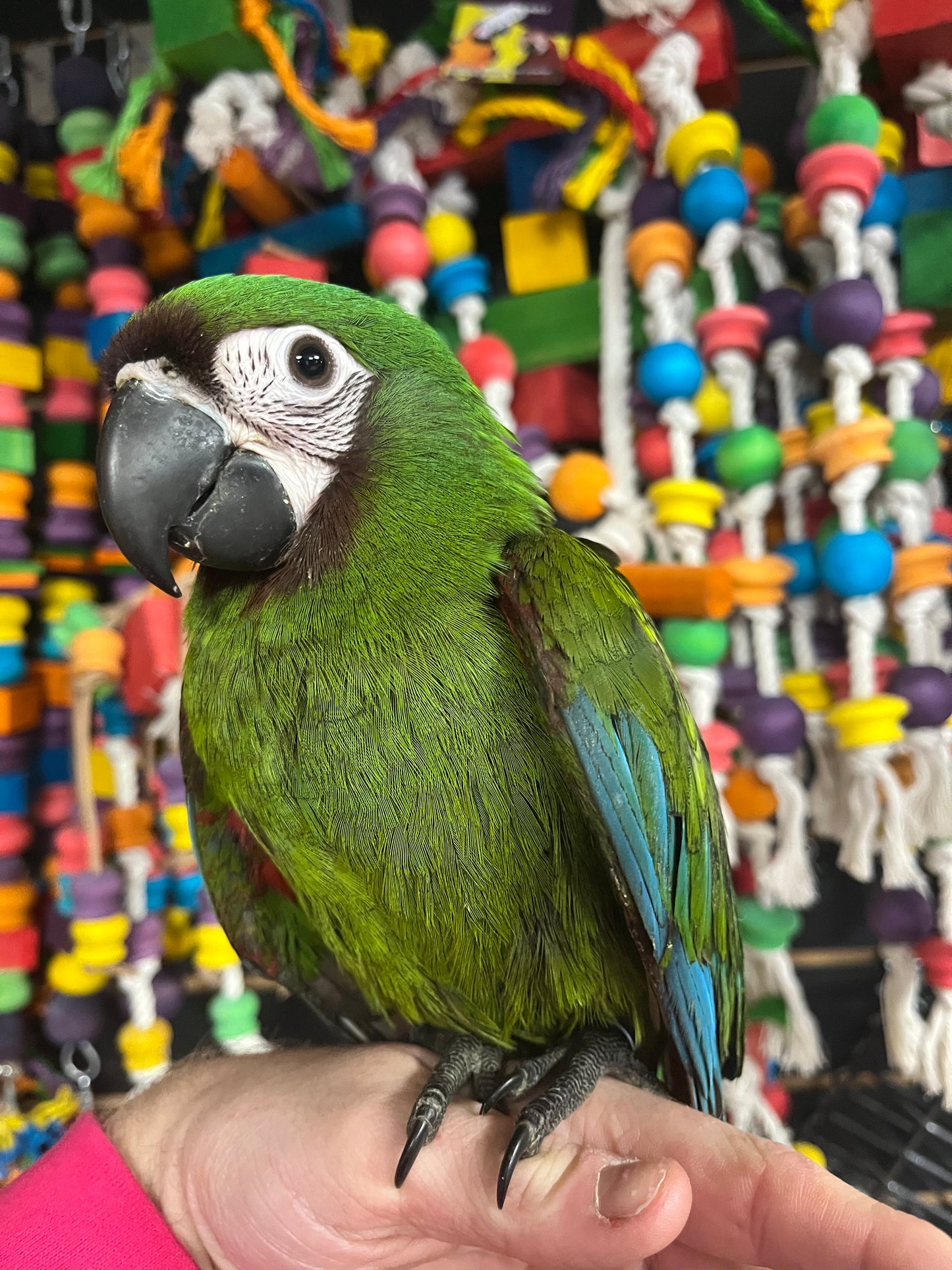 Chestnut Fronted Macaw