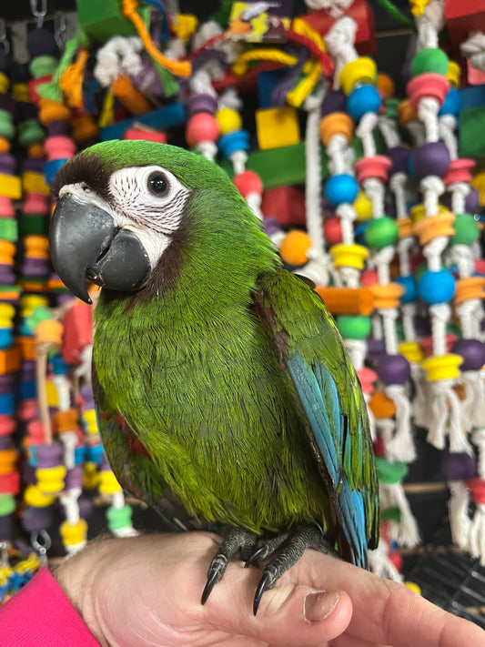 Chestnut Fronted Macaw