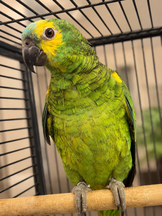 Hand-reared Blue- Fronted Amazon parrot Take Me Home premium bundle