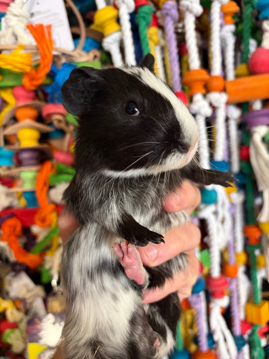 Guinea Pigs