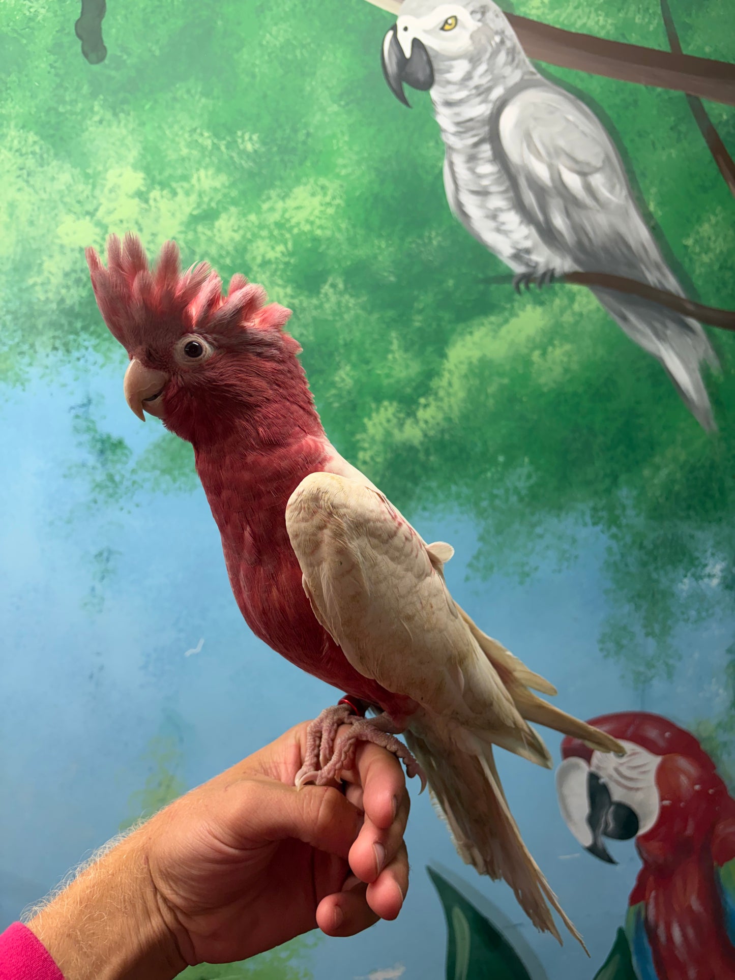 Lutino Galah Parrots