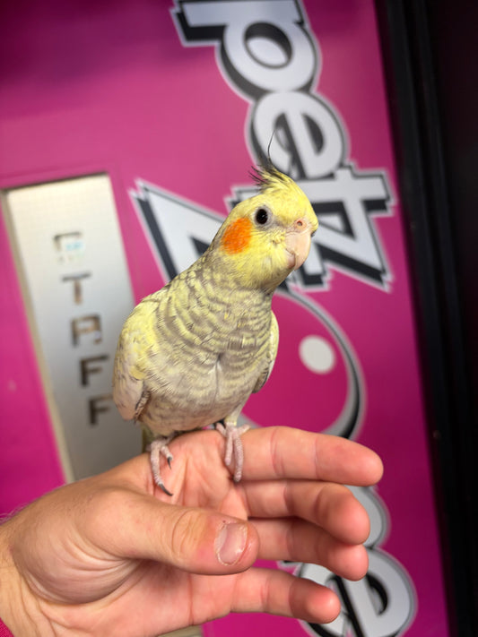 Petz Zone Cockatiel Complete Take-Me-Home Package