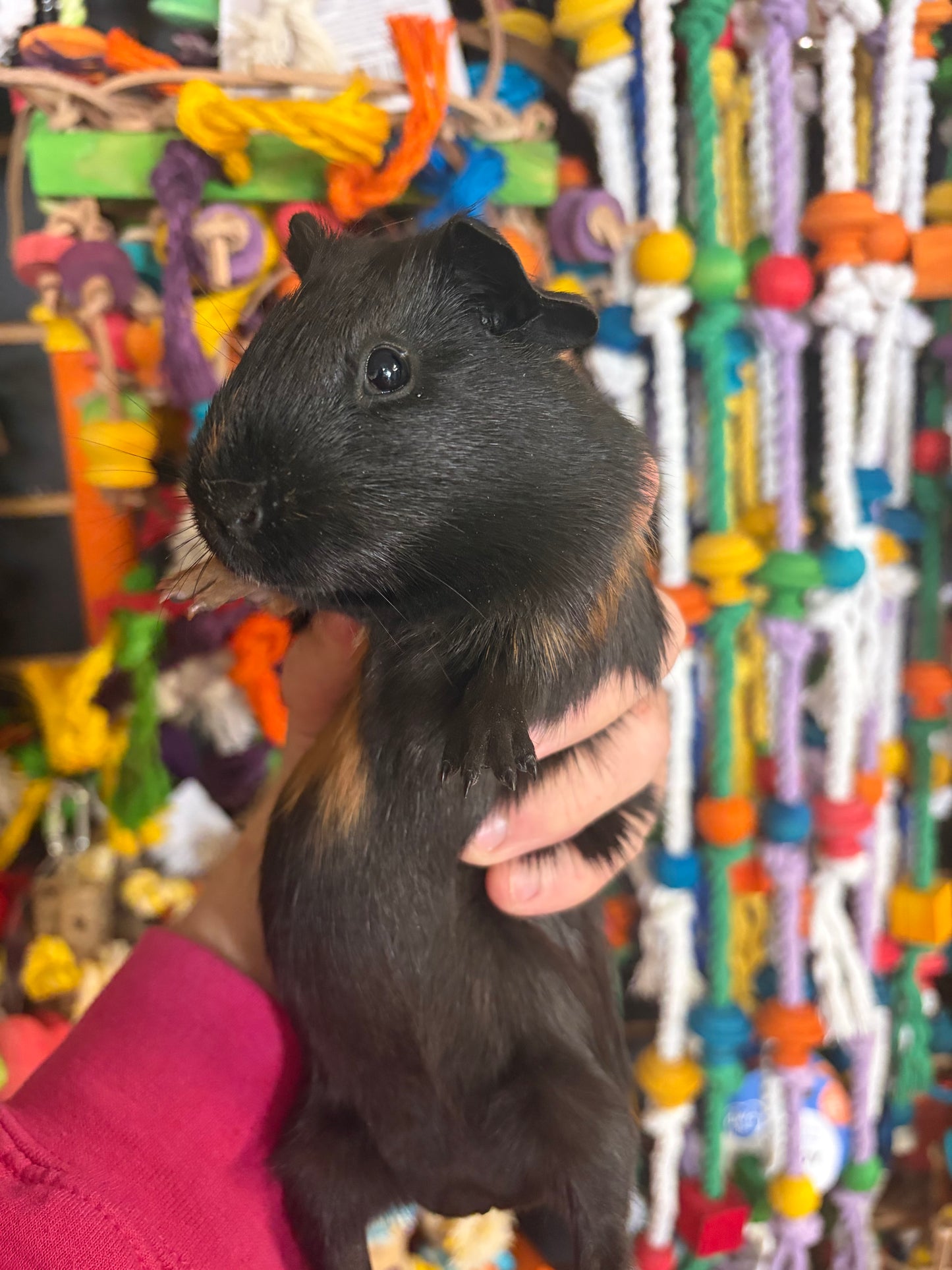 Guinea Pigs