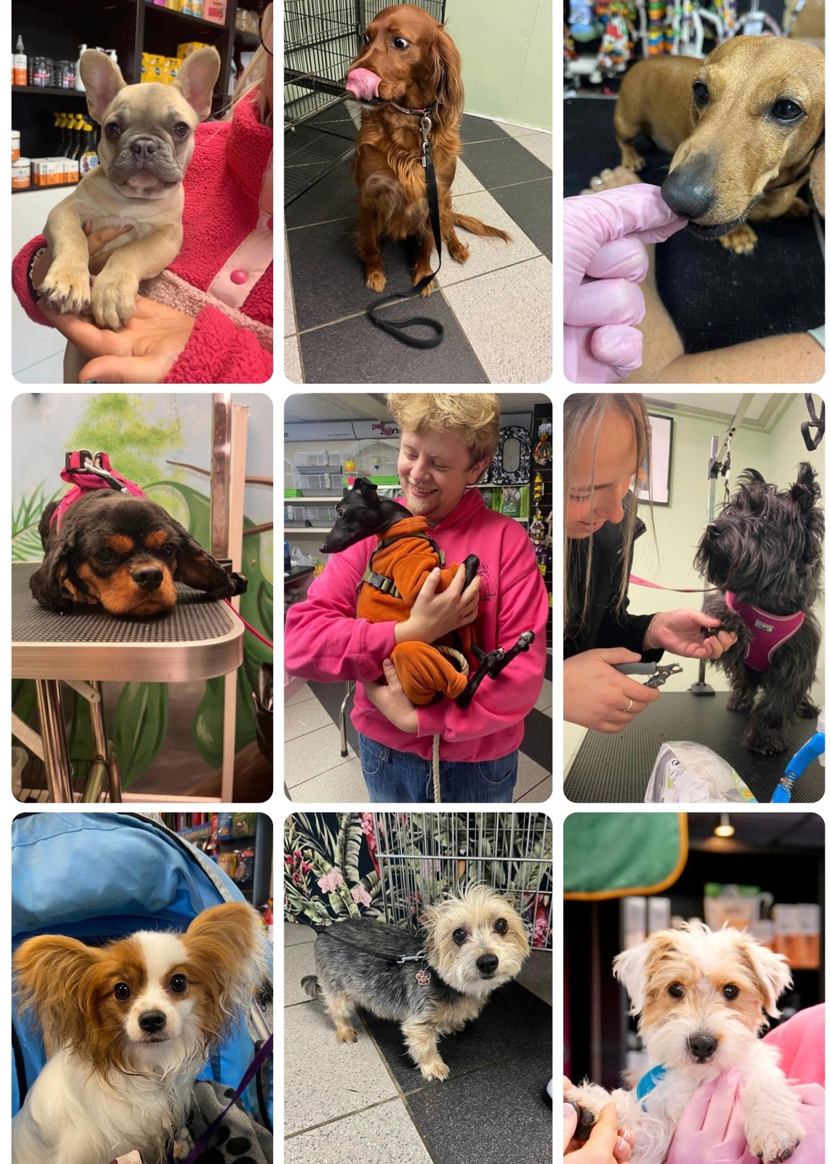 Dog Clinic