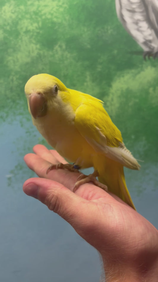 Hand Reared Quakers