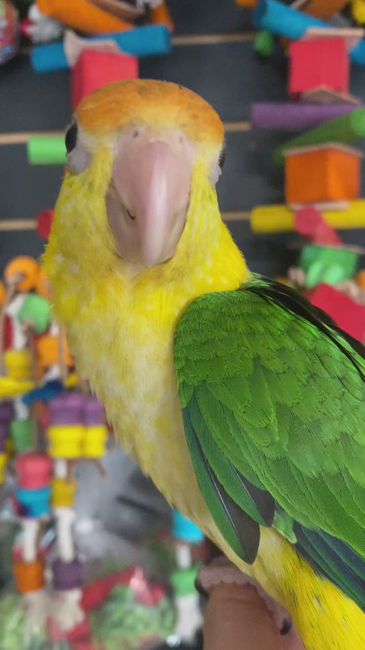 Caiques