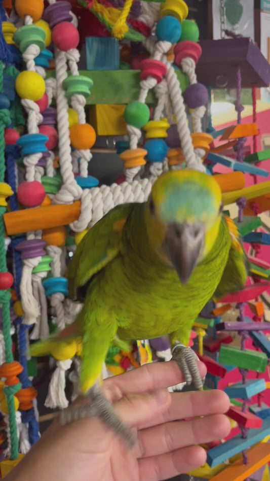 Blue fronted Amazon