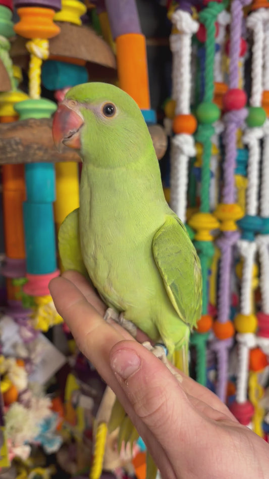 Ringnecks