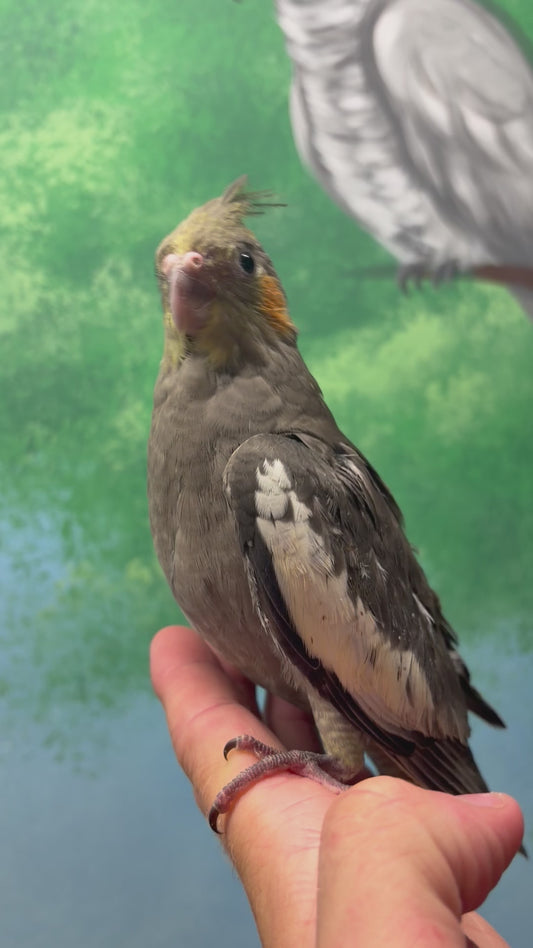 Hand Reared Cockatiels