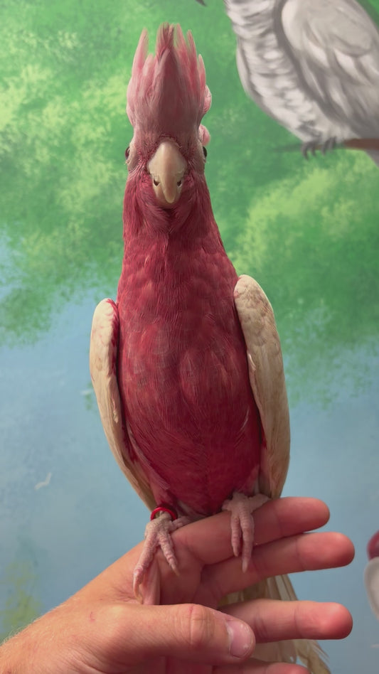 Lutino Galah Parrots