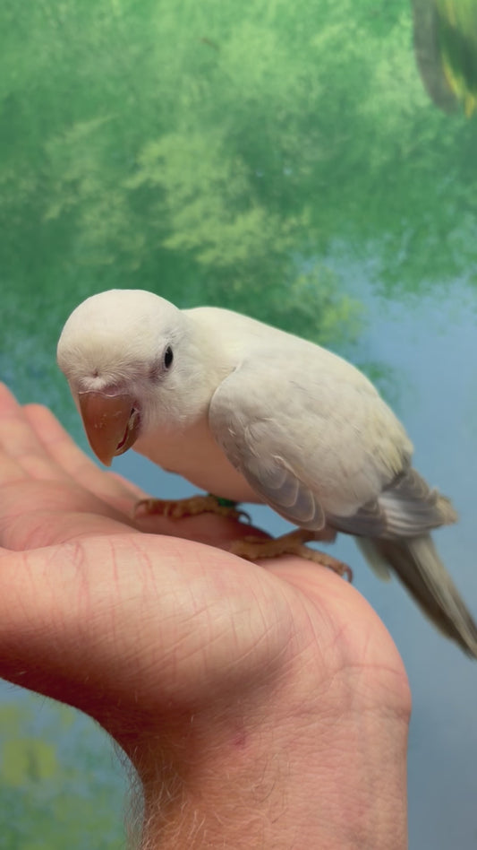Hand Reared Quakers