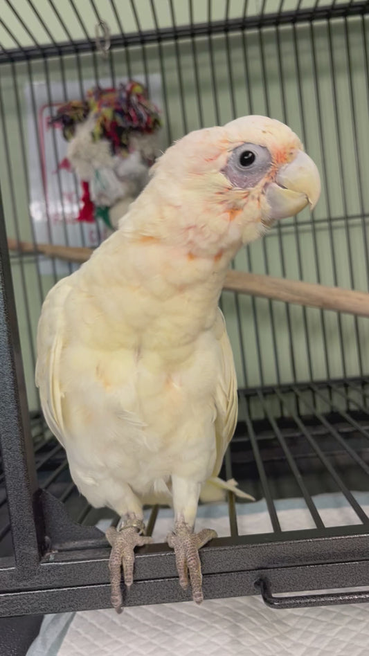 Bare Eyed Cockatoo
